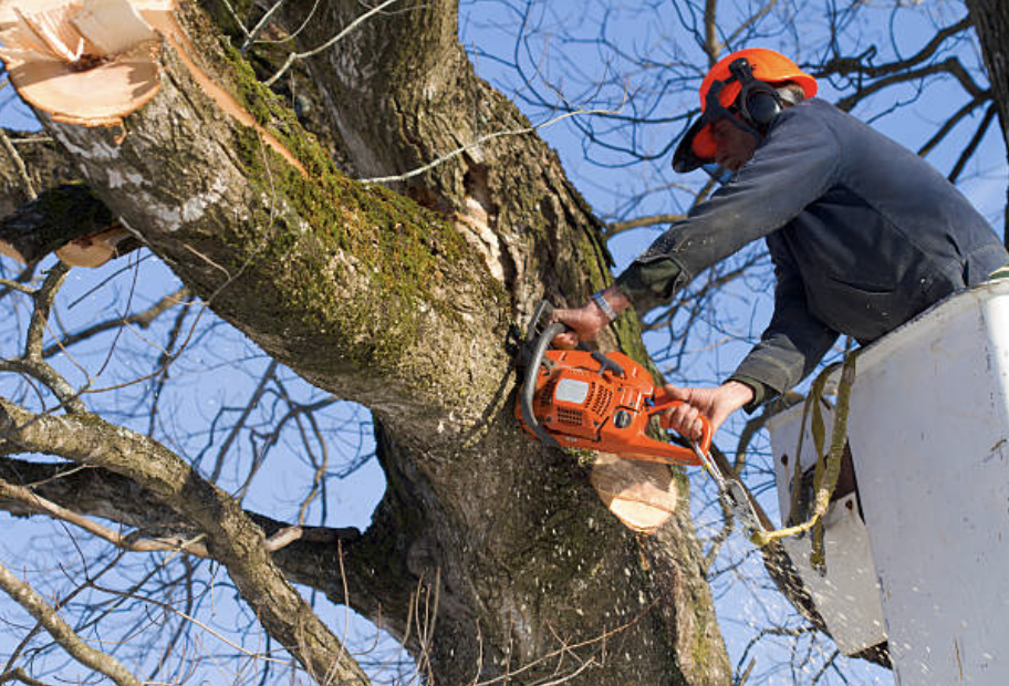 tree trimming in Upland