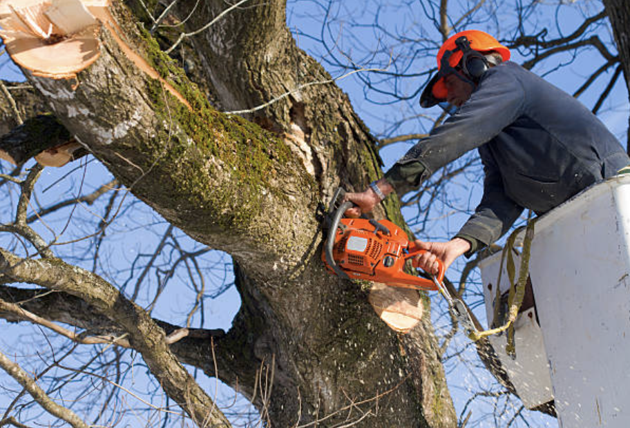 tree trimming in Santa Clarita